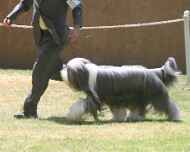 IMG_8865-Johnny-dog show