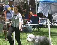 IMG_8889-Sarah-Sapphire-Juniors-dog show
