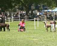 IMG_8897-all 1st place junior winners-dog show
