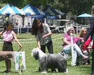 IMG_8900-all 1st place junior winners-sapphire-sarah-dog show