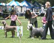 IMG_8901-all 1st place junior winners-sapphire-sarah-dog show