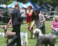 IMG_8902-all 1st place junior winners-sapphire-sarah-dog show