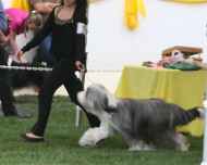 IMG_2782-sarah-sapphire-dog show-juniors