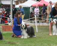 IMG_2834-sarah-sapphire-dog show-reserve