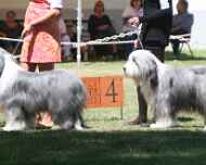 Hartley-dog showSapphire-08-2012