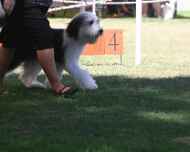 IMG_2916-dog show-hunter puppy