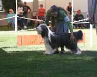 IMG_2959-bj-dog show