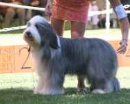IMG_2964-hartley-dog show