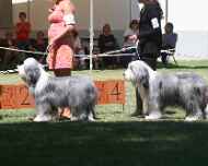 IMG_2992-dog show-hartley-sapphire
