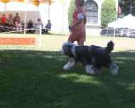 IMG_3026-dog show