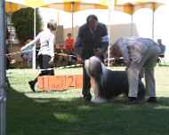 IMG_3040-dog show