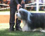 IMG_3043-dog show