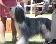 IMG_3047-dog show-beckham