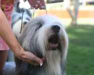 IMG_3060-dog show-beckham