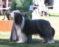 IMG_3061-bj-dog show