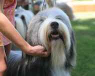 IMG_3062-dog show-beckham