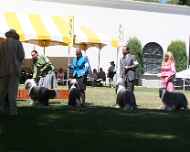 IMG_3068-dog show