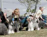 _MG_7808 Frosty-Grace-Viva-Phoebe-Sapphire