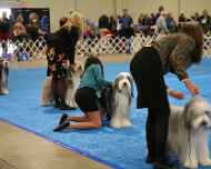IMG_2310 sarah-sapphire-dog show