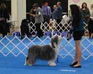 IMG_2314 sarah-sapphire-dog show