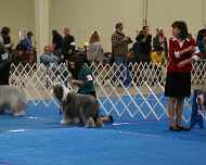 IMG_2318 sarah-sapphire-dog show