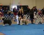 IMG_2320 sarah-sapphire-dog show