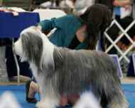 IMG_2328 sapphire-sarah-juniors-dog show