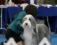 IMG_2331 sapphire-sarah-juniors-dog show