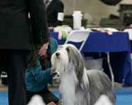 IMG_2333 sapphire-sarah-juniors-dog show