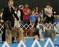 IMG_2355 sapphire-sarah-juniors-dog show