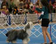 IMG_2366 sapphire-sarah-juniors-dog show