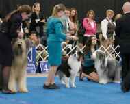IMG_2382 sapphire-sarah-juniors-dog show