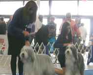 IMG_2443 patty-jewel-sarah-sapphire-dog show