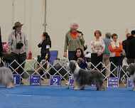 IMG_2582 sarah-sapphire-dog show