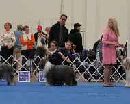 IMG_2583 sarah-sapphire-tin-dog show