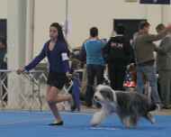 IMG_2599 sarah-sapphire-dog show