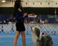 IMG_2864 sarah-sapphire-dog show