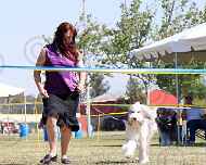 027-tulle-dog show