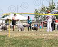 038-viva-dd-sapphire-gracie-dog show-sarah