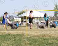 039-viva-dd-sapphire-dog show-sarah