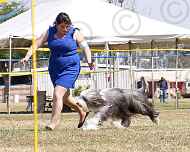 049-viva-dog show