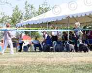 063-viva-dd-sapphire-gracie-dog show-sarah