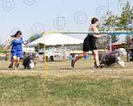 065-dd-viva-dog show