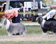 _MG_0341-bakersfield-dog show