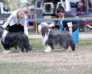 _MG_0343-bakersfield-dog show