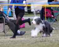 _MG_0353-sarah-sapphire-dog show