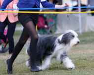 _MG_0361-sarah-sapphire-dog show