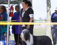 _MG_0395-bakersfield-dog show