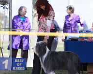 _MG_0398-bakersfield-dog show