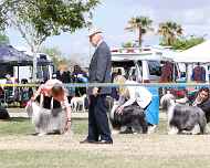 _MG_0413-sarah-sapphire-dog show